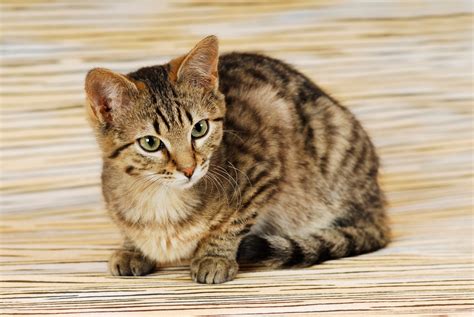 キジトラ猫のメスの性格：愛情深く独立心旺盛な仲間