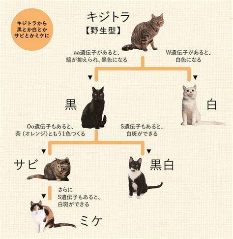 キジトラ猫の種類 ～愛らしい毛並みの秘密を解き明かす～