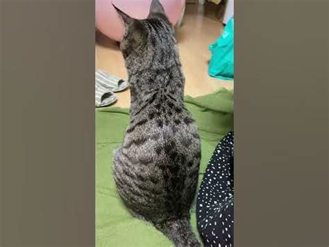 キジトラ猫の背中の模様の特徴