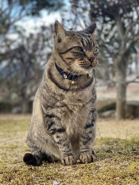 キジトラ猫：オスの性格を徹底解説！