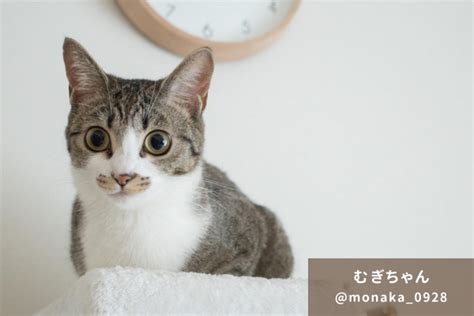 キジトラ白の性格を徹底解剖！愛らしい猫ちゃんの魅力を紐解く