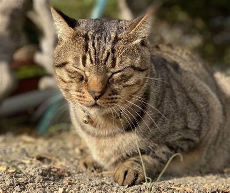 キジトラ オスの飼育方法