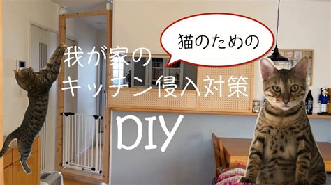 キッチンにおける猫の侵入防止徹底ガイド