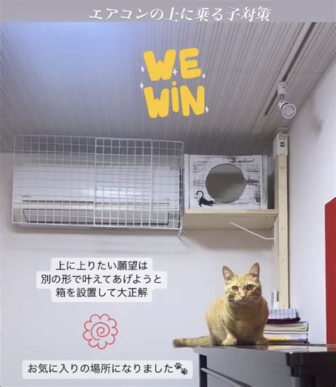 キッチンを猫から守るための効果的な方法