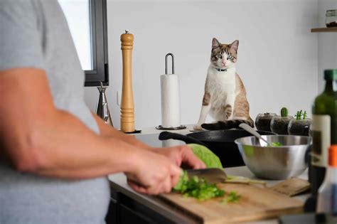 キッチン 猫 対策：愛猫と快適にキッチンを使うための完全ガイド