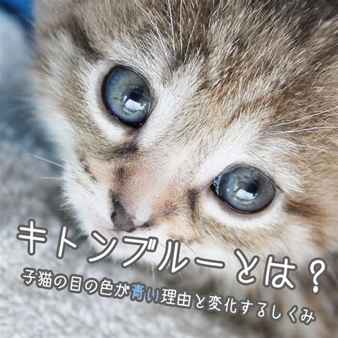 キトン子猫とは？