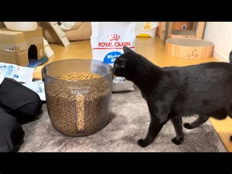 キャットグラスで愛猫の健康と幸せを守る