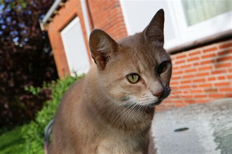 キャットフードにおける魚の驚異的なメリット