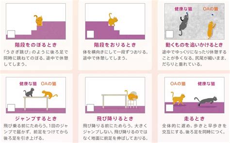 キャット ガード：あなたの愛猫を守るための包括的なガイド