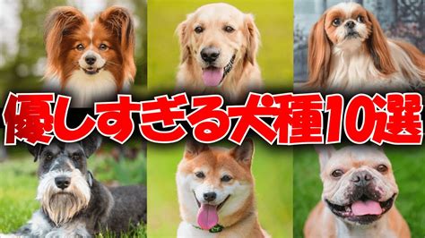 キャリーで見るべきおすすめ犬種