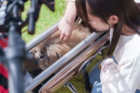 キャリーバッグ ペット：愛犬との快適な移動実現術