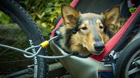 キャリー犬を選ぶための徹底ガイド