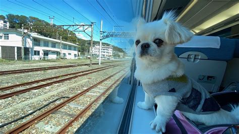 キャリー犬：小さな相棒と快適な旅を