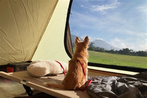 キャンプ場で愛犬と楽しい時間を過ごそう