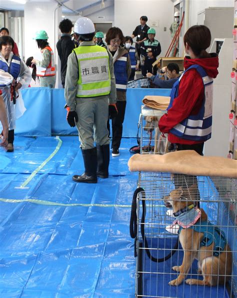 キャンプ場における犬同伴のガイド