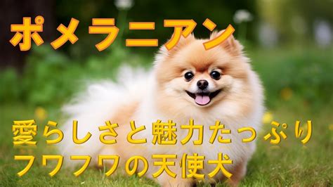 クッキー犬：愛らしさと機能のバツグンのバランス