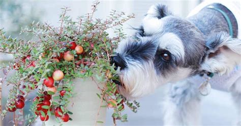 クランベリーと犬の健康