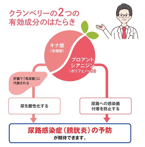 クランベリーの効果：尿路感染症予防から心臓病予防まで