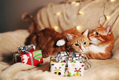 クリスマスの猫画像を無料でダウンロードするための包括的ガイド