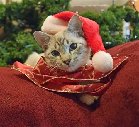 クリスマスの猫画像特集：もふもふで癒される猫たち