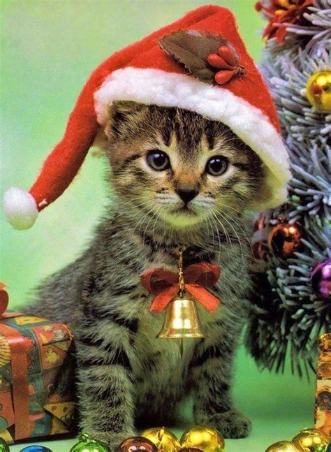 クリスマスの猫画像集：かわいいネコたちと楽しいホリデームードを満喫