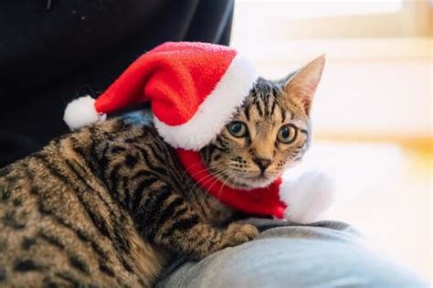 クリスマスを愛する猫たちのかわいい写真集