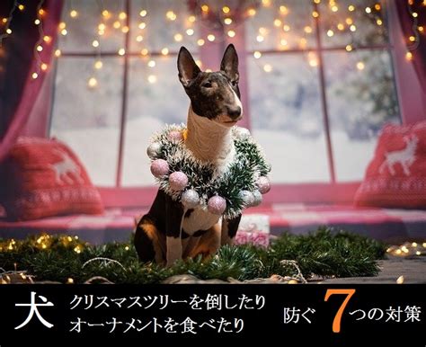 クリスマスツリーと犬の安全対策