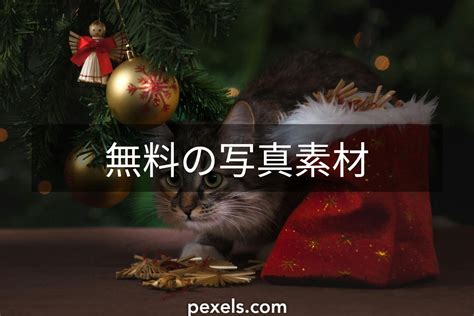 クリスマス猫画像の癒し効果に関する統計情報