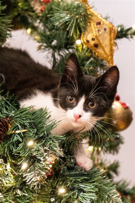 クリスマス猫画像無料：キュートで愛らしい猫ちゃん写真大集合