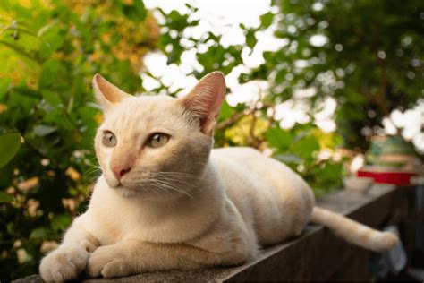 クリーム色の茶トラ猫について知っておくべきすべてのこと