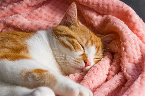 クリーム茶トラの魅力と飼い方のすべて