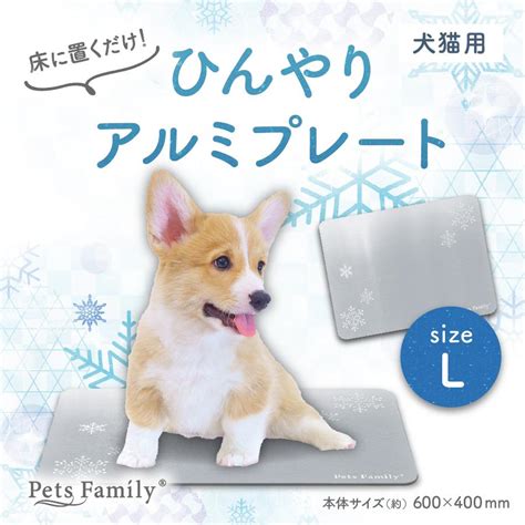 クールボードデビュー入門！犬とクールボードを楽しむための完全ガイド