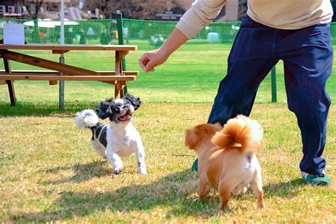 グアムの愛犬との楽しい過ごし方: 完璧なガイド