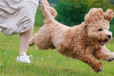 グッドラック ドッグラン：愛犬との楽しいひとときのためのガイド