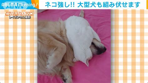 グッド ボーイ 犬：良き相棒のための包括ガイド