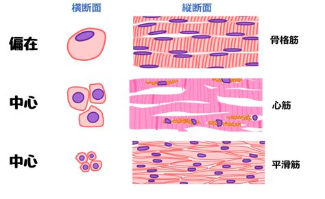 グリーマッスル: 健康的な筋組織を構築するための包括ガイド