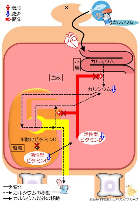 グリーン トライプと腎不全におけるその役割