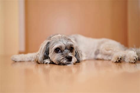 グリーン トライプの効果：愛犬の健康と幸せのために