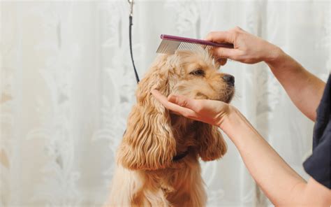 グルーミングとは犬にとって？