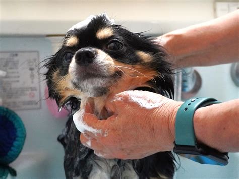 グルーミングとトリミングの違い：愛犬のケアを正しく理解する