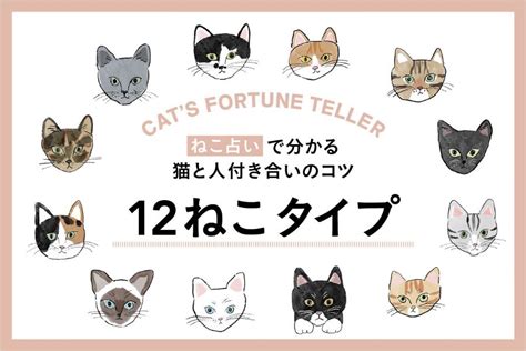 グレ​​ー猫のすべて：魅力、性格、お世話のヒント