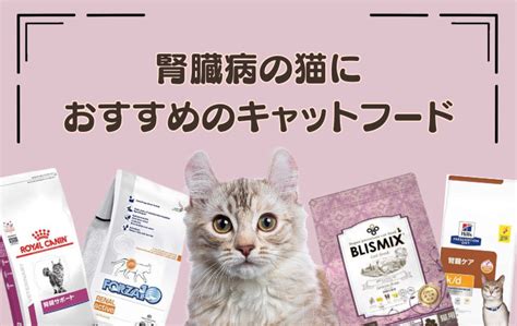 グレインフリーの食事が腎臓病の猫に良い理由