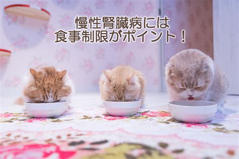 グレインフリーの食事で猫の腎臓病を改善？