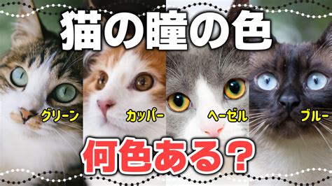 グレーの猫の性格：包括的なガイド