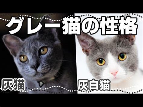 グレーの猫：性格と特徴