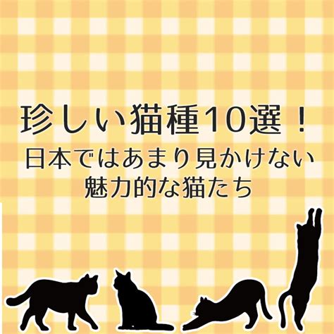 グレーの魅惑的な猫たち：魅惑的な品種と特徴