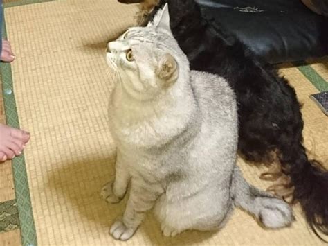 グレー しましま 猫の完全ガイド