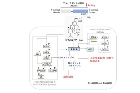 ケモセラピーの副作用を軽減する画期的なソリューション