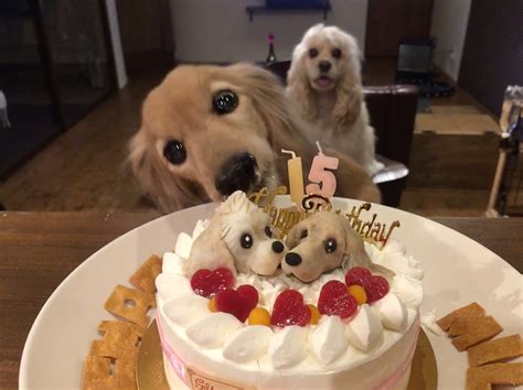 ケーキ犬