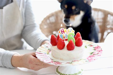 ケーキ犬：愛犬へのとびきりスイートな贈り物